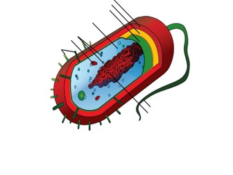 SNAB AS Biology Prokaryotic Cells