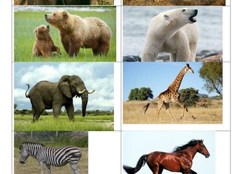 Classifying living things - animal magic!