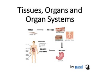 Cells, Tissues, Organs and Organ Systems presentation