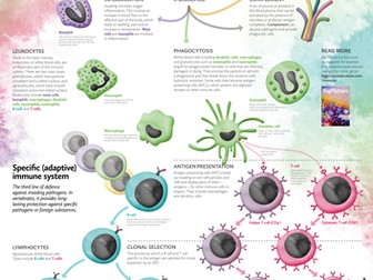 Big Picture: Immune Response Poster
