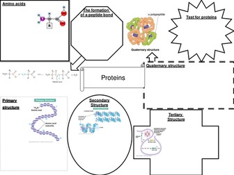 Protein structure revision sheet