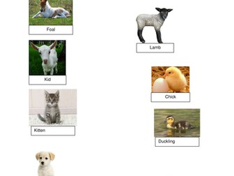 The Body, growing and offspring. Animals and humans