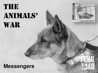 Animals in WWI PowerPoint 3: Messengers 