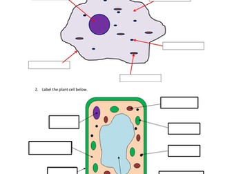 GCSE Cell Biology