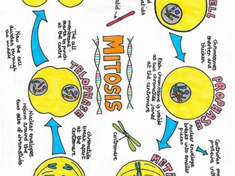 Mitosis Poster