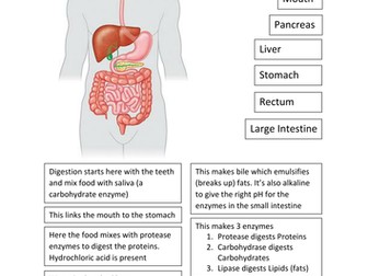 KS3 Digestive System Cut and Stick