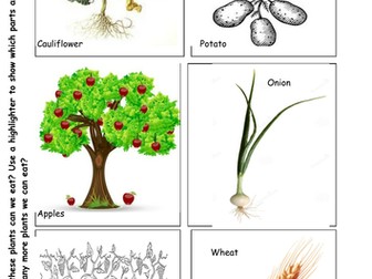 Plants We can Eat