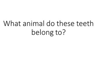 Mammal Teeth Guessing Game