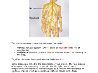 bio igcse notes - coordination and response 
