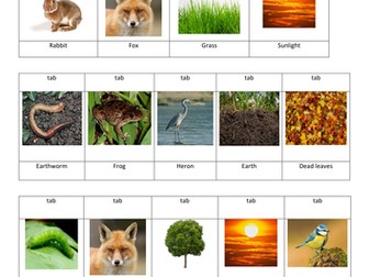 Food Chains CUT AND STICK