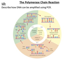 Polymerase Chain Reaction