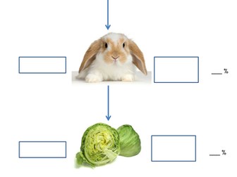 Energy Transfer in Ecosystems