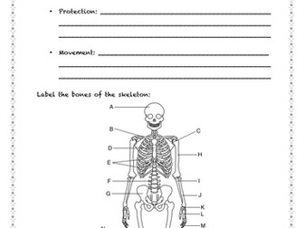 Bones, muscles and joints