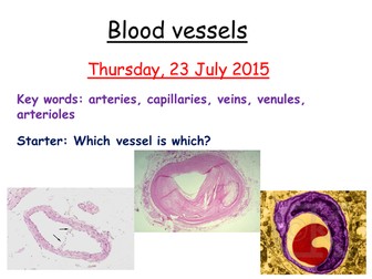 Blood vessels