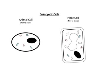 Animal, plant and bacteria cell