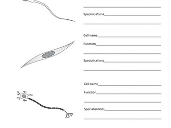 Differentiation and Specialised Animal and Plant Cells