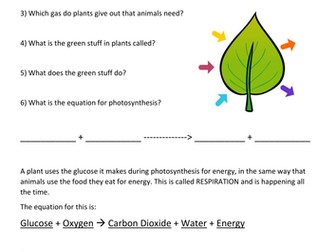 Photosynthesis overview questions