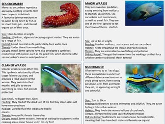 Great Barrier Reef Wildlife Lesson