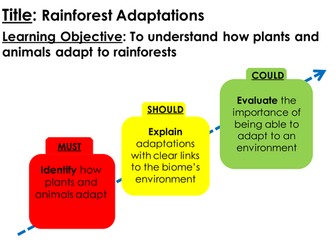 Rainforest Animal Adaptations Lesson