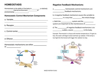 Homeostasis Worksheets and Answer Key