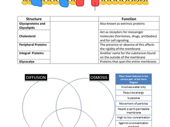 The Sodium/Potassium Pump