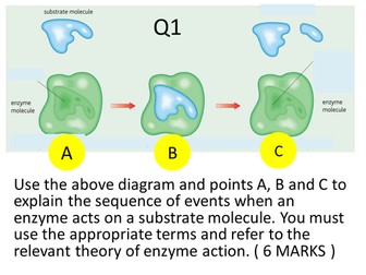 20 Point powerpoint assessment test for Enzymes B4