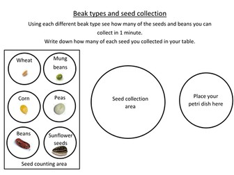 Adaptation - Beak Types and Seeds Activity