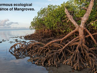 Mangrove wetlands