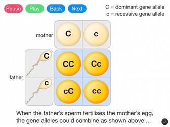 Gene Alleles and Heredity (Video)