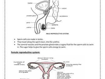 Reproduction in humans notes