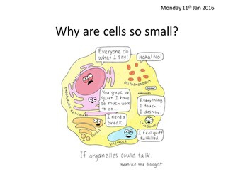 Does surface area affect the rate of diffusion in a potato cube?