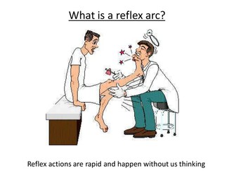 What is a reflex arc?