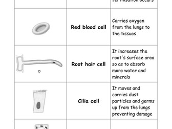 KS3 specialised cells matching worksheet (game)