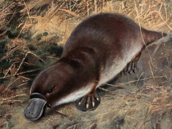 Platypus - Powerpoint & Activities
