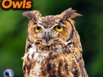 Owls - Powerpoint & Activities