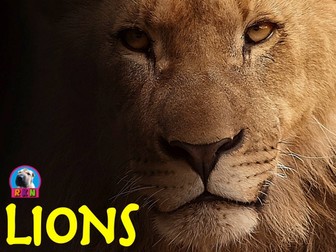Lions  - PowerPoint & Activities