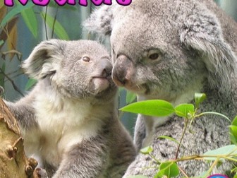 Koala Bears - PowerPoint & Activities