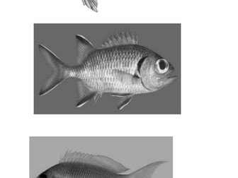 Fish Scheme of Work