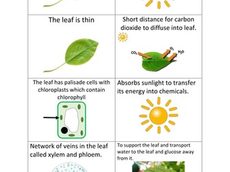 Photosynthesis Adaptation Card Sort