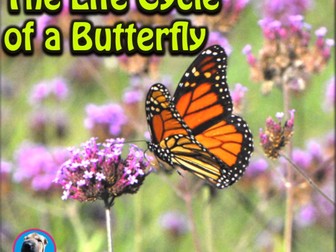 The Life Cycle of a Butterfly - PowerPoint