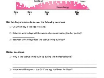 Menstrual Cycle Worksheet for Year 7
