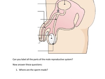 Male and Female Reproductive Systems Labelling Worksheet