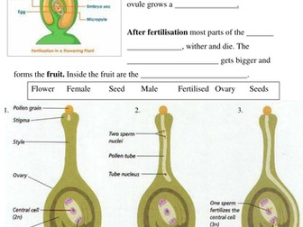 Pollination and Fertilisation