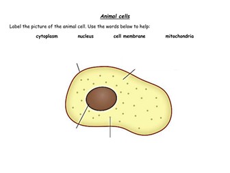 Labelling plant & animal cells