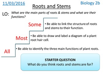 Plant Roots & Stems - NEW KS3