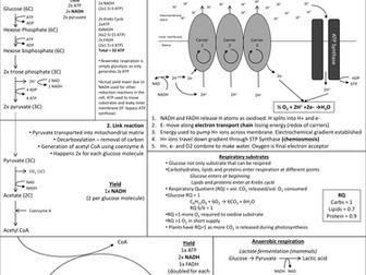 Respiration revision sheet 