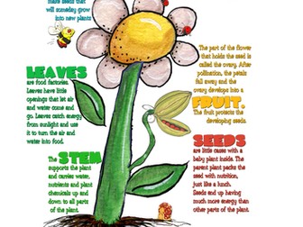 Plant and Animal Life Cycles KS2 science 