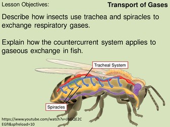 Circulatory system, circluation