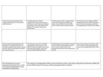 New AQA AS Spec: Transcription and Translation