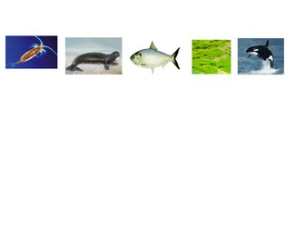 Food Chains Full  Lesson with Worksheets,  Plan and Food Web Extension (Year 2/Key Stage 2)